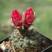 DSC08899Gymnocalycium baldianum JO 295