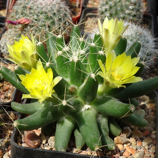 DSC08900Mammillaria longimamma