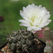 DSC08907Gymnocalycium sindae