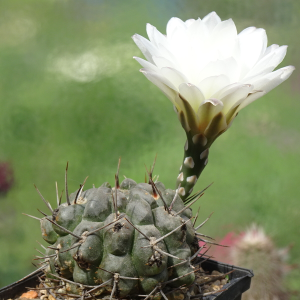 DSC08908Gymnocalycium sindae