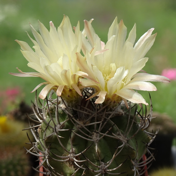 DSC08936Horridocactus keselringianus