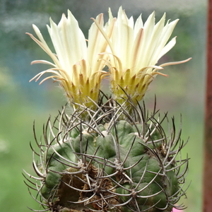 DSC08938Horridocactus keselringianus