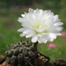 DSC08939Gymnocalycium sindae