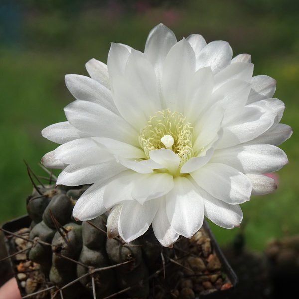 DSC08940Gymnocalycium sindae