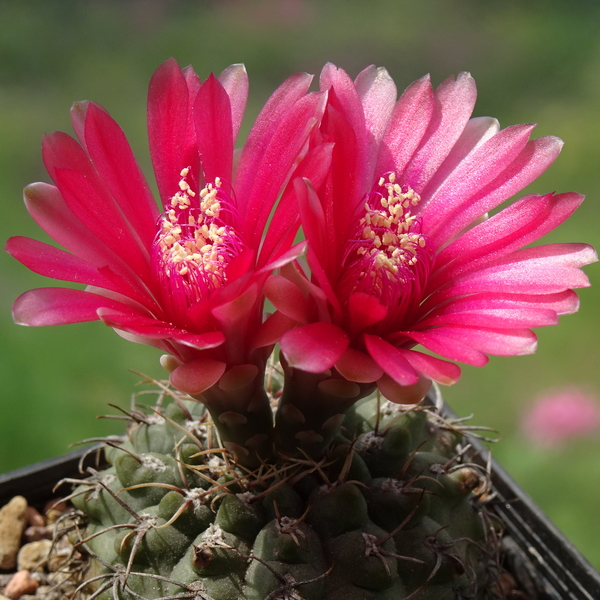 DSC08945Gymnocalycium baldianum JO 295