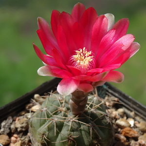 DSC08947Gymnocalycium baldianum Slaba