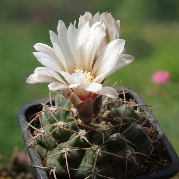 DSC08949Gymnocalycium moserianum