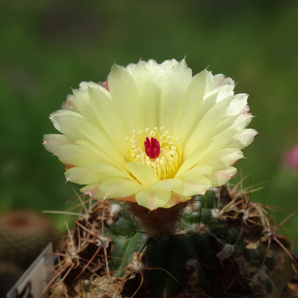 DSC08952Notocactus ottonis aff. HU 35