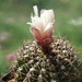 DSC08953Gymnocalycium baldianum v. albiflorum