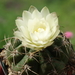 DSC08955Gymnocalycium multiflorum