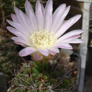 DSC08957Gymnocalycium achirasense (w białej)