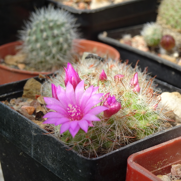 DSC08960Mammillaria zeilmanniana