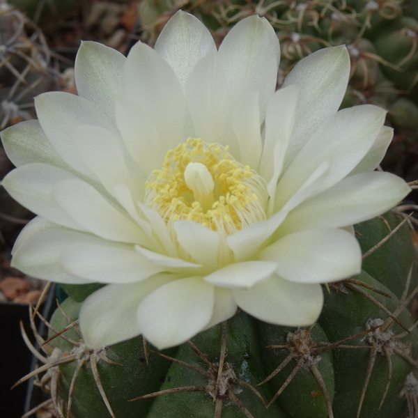 DSC09017Gymnocalycium multiflorum