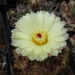 DSC09018Notocactus ottonis aff. HU 35