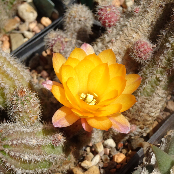 DSC09115Chamaecereus Lincoln Brilliance