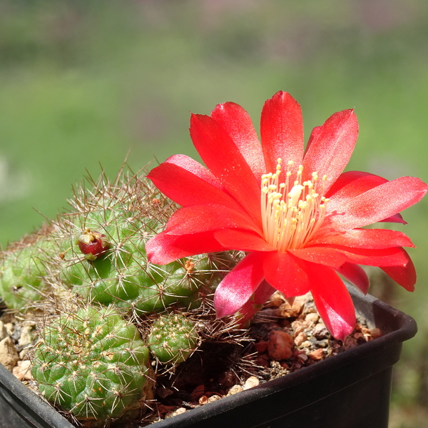 DSC09129Rebutia padcayensis RH220