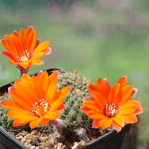 DSC09131Rebutia tarijensis RH 226