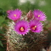 DSC09137Mammillaria wrightii