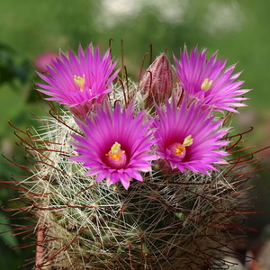 DSC09137Mammillaria wrightii