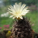 DSC09146Pyrrhocactus nr.1