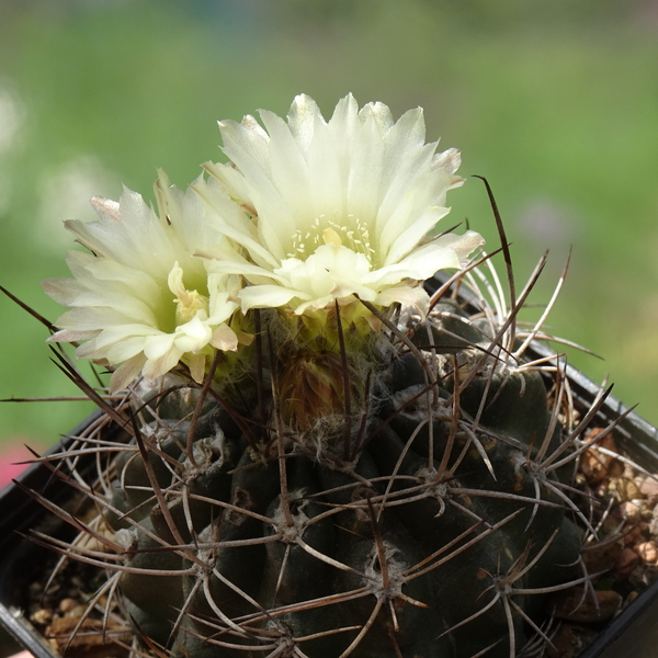 DSC09147Horridocactus pulchellus