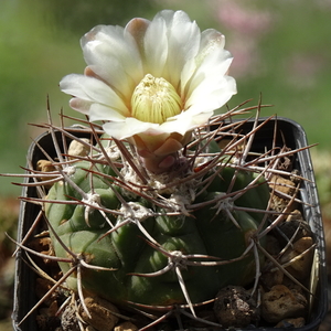 DSC09156Gymnocalycium castellasnosii LB 1334