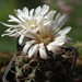 DSC09158Gymnocalycium moserianum