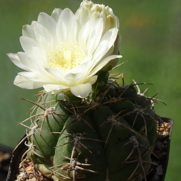 DSC09159Gymnocalycium multiflorum