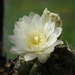 DSC09160Gymnocalycium multiflorum