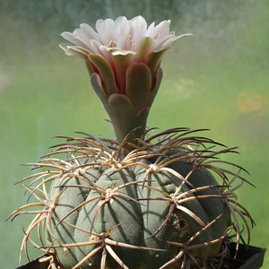 DSC09162Gymnocalycium spegazzinii v. punillense