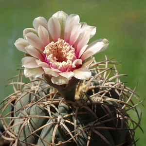 DSC09163Gymnocalycium spegazzinii v. punillense