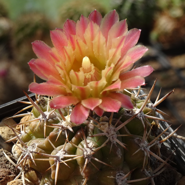 DSC09165Horridocactus minor mniejszy