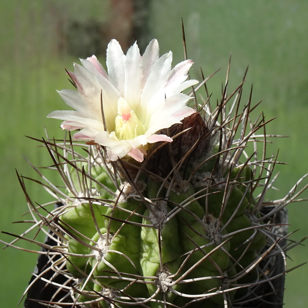 DSC09168Pyrrhocactus hankeanus nr1