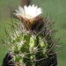 DSC09169Pyrrhocactus hankeanus nr1