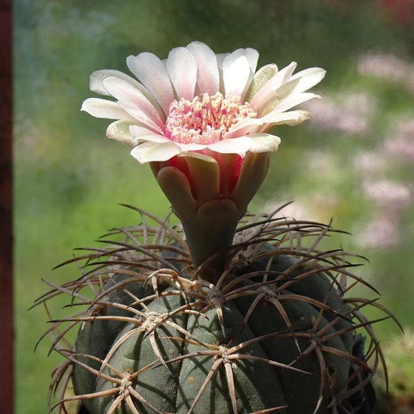 DSC09176Gymnocalycium spegazzinii v. punillense