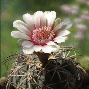 DSC09177Gymnocalycium spegazzinii v. punillense