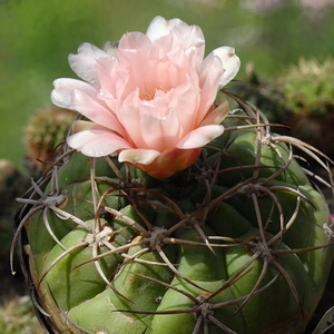 DSC09179Gymnocalycium ritterianum hybr