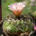 DSC09180Gymnocalycium ritterianum hybr