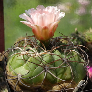 DSC09180Gymnocalycium ritterianum hybr