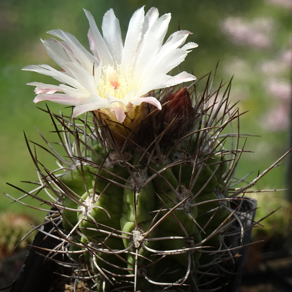 DSC09181Pyrrhocactus hankeanus nr1