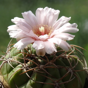 DSC09214Gymnocalycium ritterianum hybr