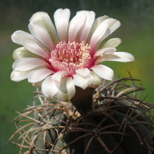 DSC09215Gymnocalycium spegazzinii v. punillense