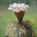 DSC09216Gymnocalycium spegazzinii v. punillense