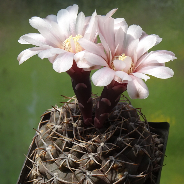 DSC09218Gymnocalycium kieslingii