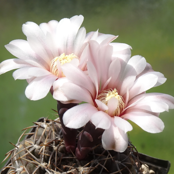 DSC09219Gymnocalycium kieslingii