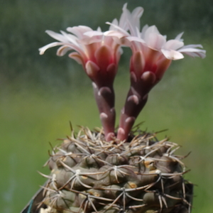 DSC09220Gymnocalycium kieslingii