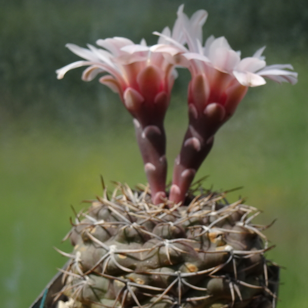 DSC09220Gymnocalycium kieslingii