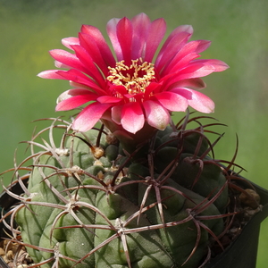 DSC09222Gymnocalycium carminanthum