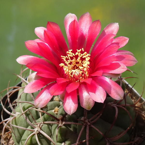 DSC09223Gymnocalycium carminanthum