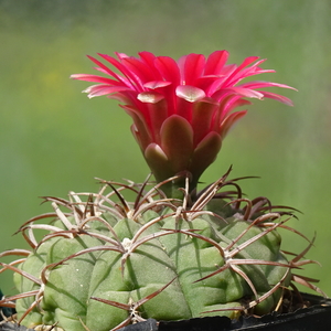 DSC09224Gymnocalycium carminanthum